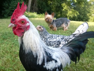 Rupert, the game bantam rooster, Ygrette, the Sebright, and Poffins, the wanna-be chicken. 